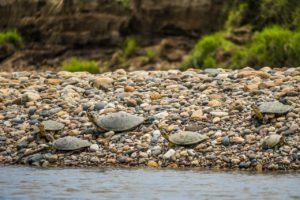 River pebbles